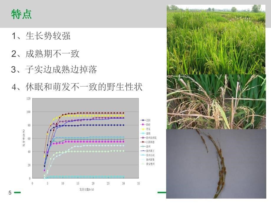 杂草稻识别与控制培训PPT杂草稻培训PPT_第5页