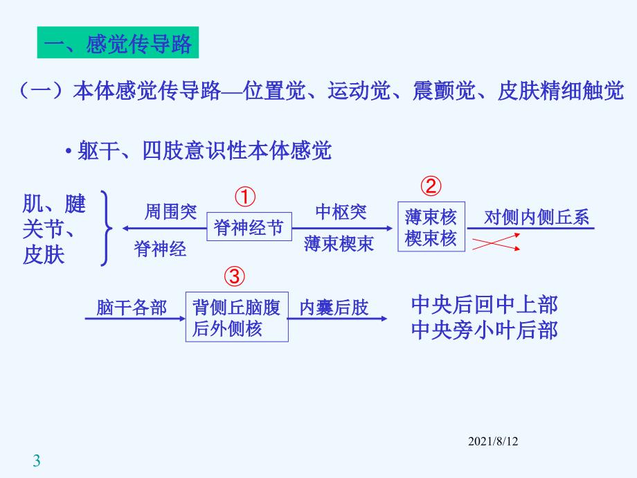 神经系统传导通路 课件讲座_第3页