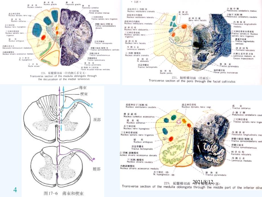 神经系统传导通路 课件讲座_第4页