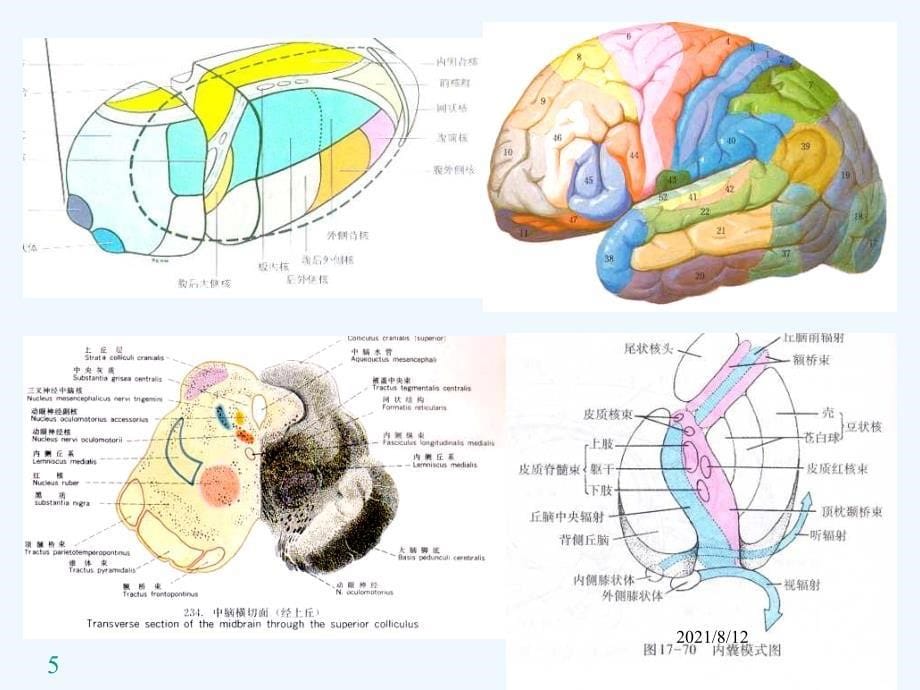 神经系统传导通路 课件讲座_第5页