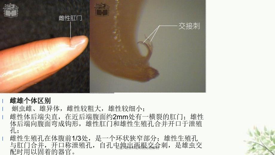 实验7蛔虫和蚯蚓的比较解剖课件_第4页