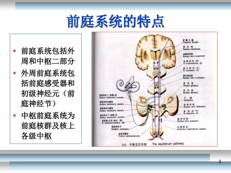 良性位置性眩晕的诊断与鉴别诊断和治疗.ppt_第3页