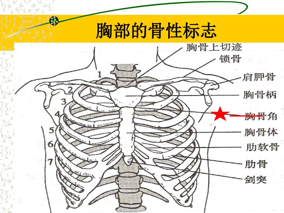 健康评估之教学PPT胸廓-肺脏评估_第2页