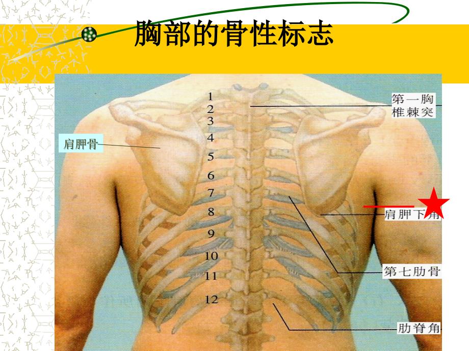 健康评估之教学PPT胸廓-肺脏评估_第3页