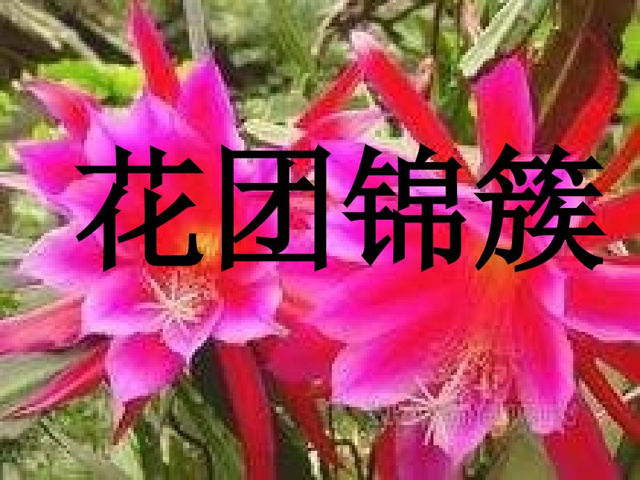 湘教版术四下花团锦簇PPT课件1_第1页