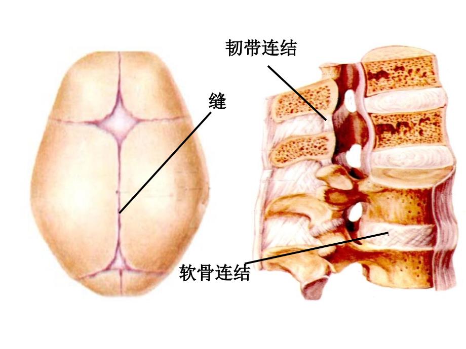 第三章运动系统2_第4页