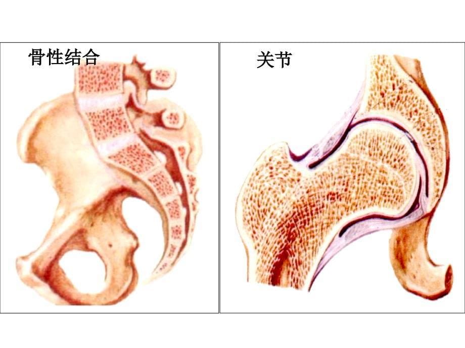 第三章运动系统2_第5页