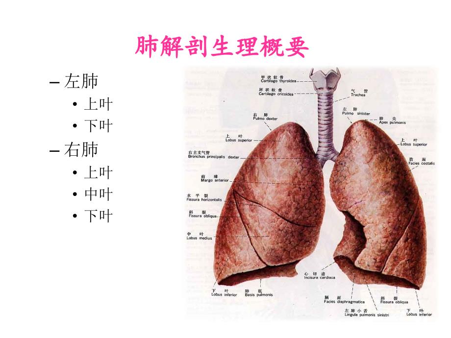 全肺切除术护理查房_第2页