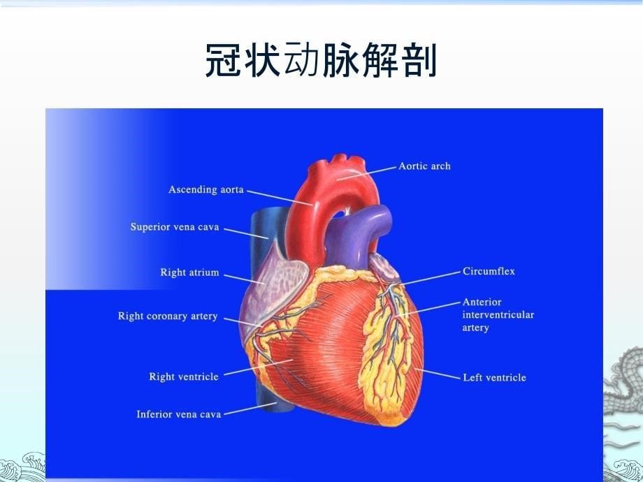 冠状动脉解剖和冠状动脉造影_第5页