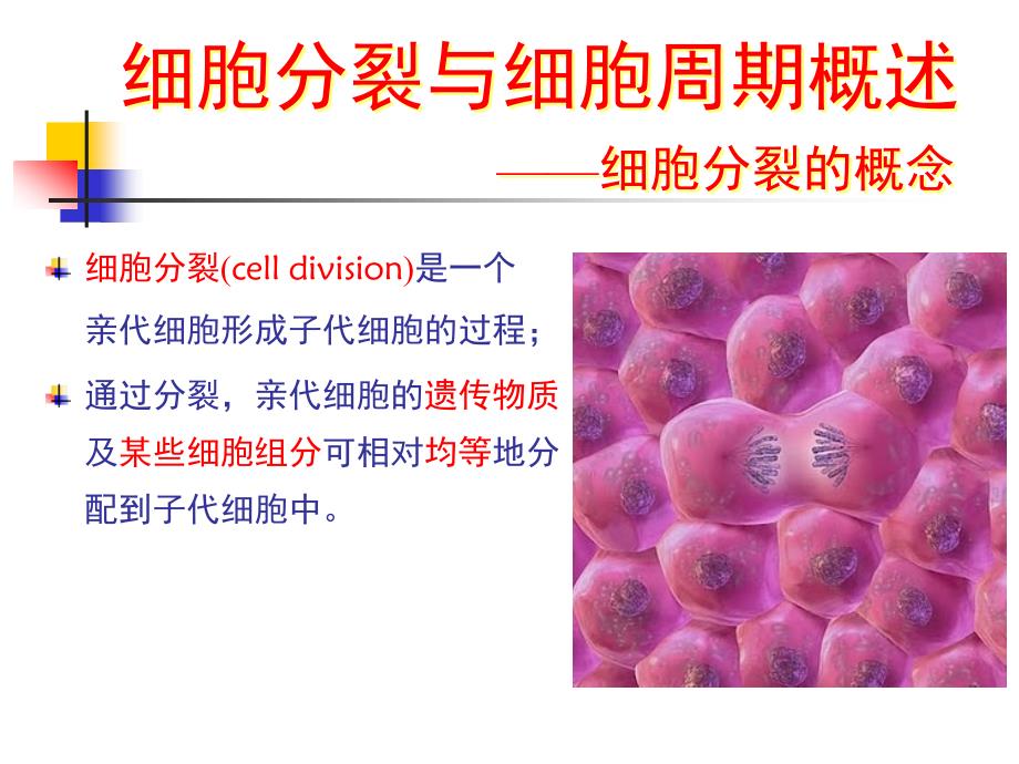 医学细胞生物学第13章细胞的分裂和细胞周期_第3页