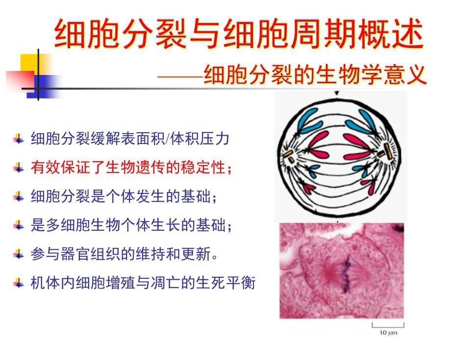 医学细胞生物学第13章细胞的分裂和细胞周期_第5页