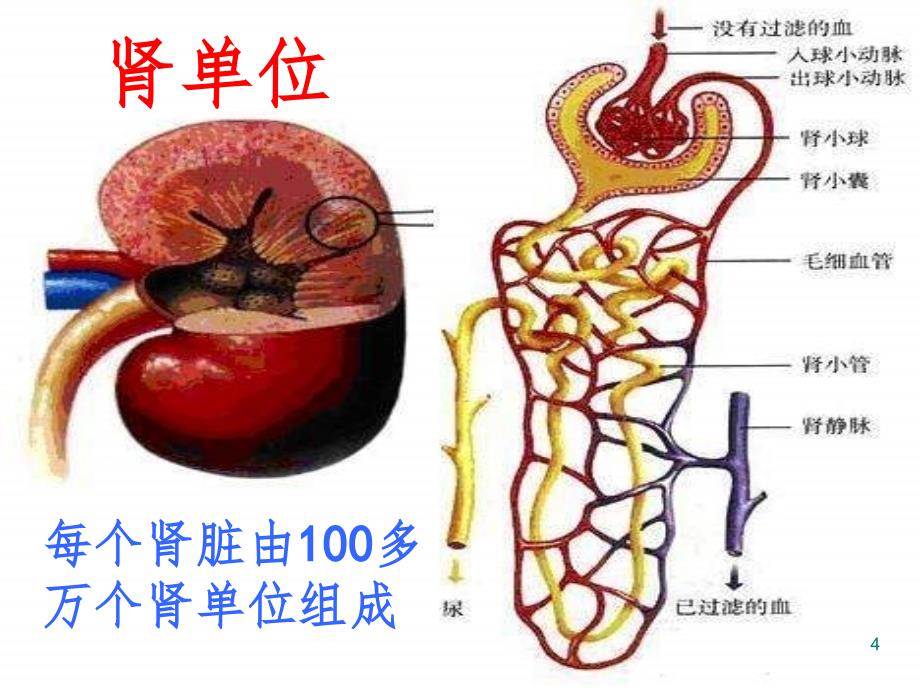 肾单位(课堂PPT)_第4页