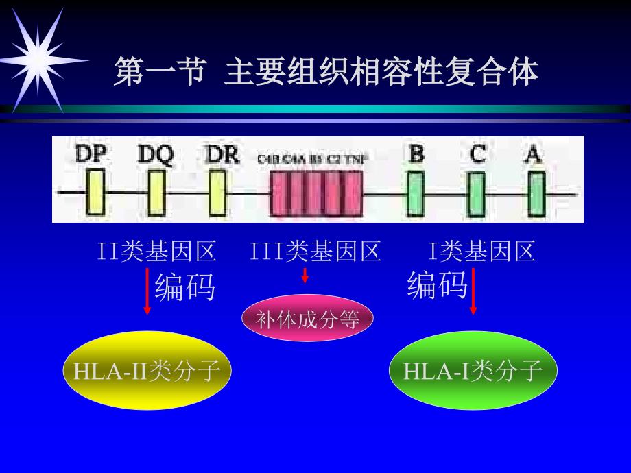 主要组织相容性复合体及其分子课件_第3页