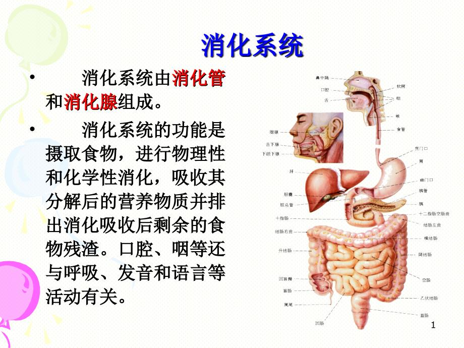 （优质课件）消化系统解剖_第1页