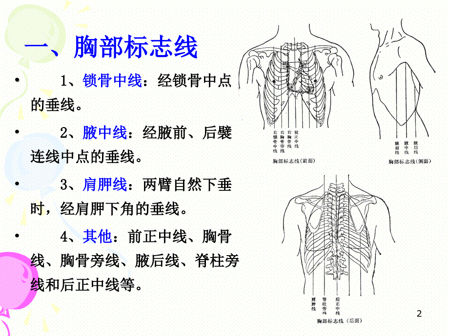 （优质课件）消化系统解剖_第2页