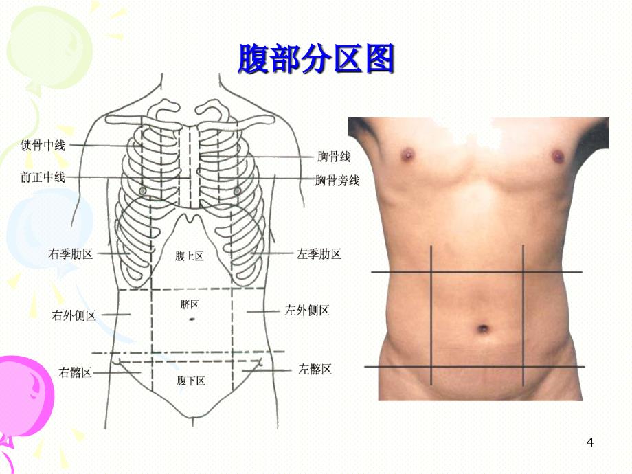 （优质课件）消化系统解剖_第4页