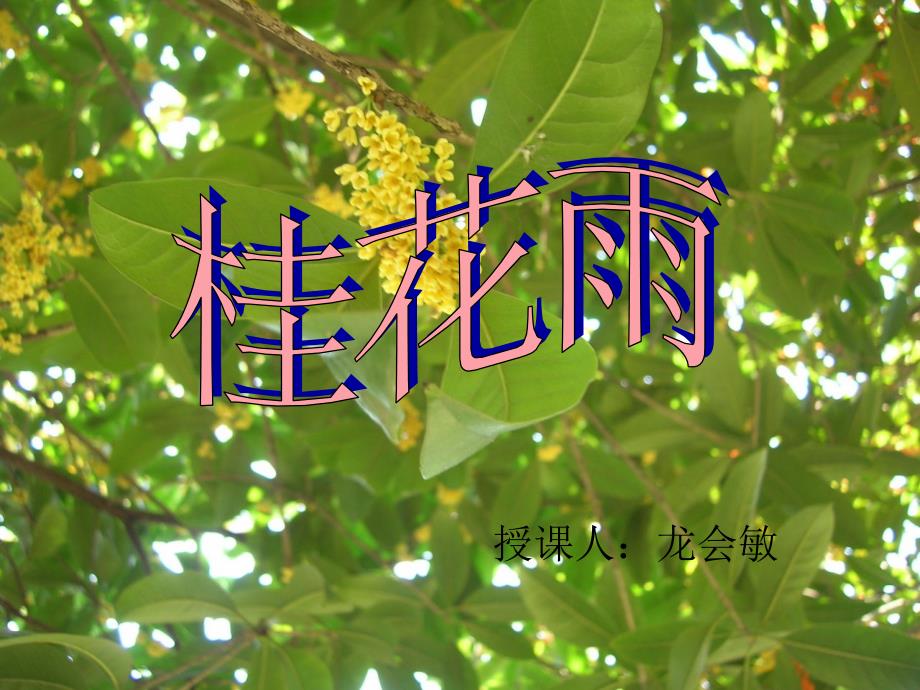 桂花雨(1)_第1页