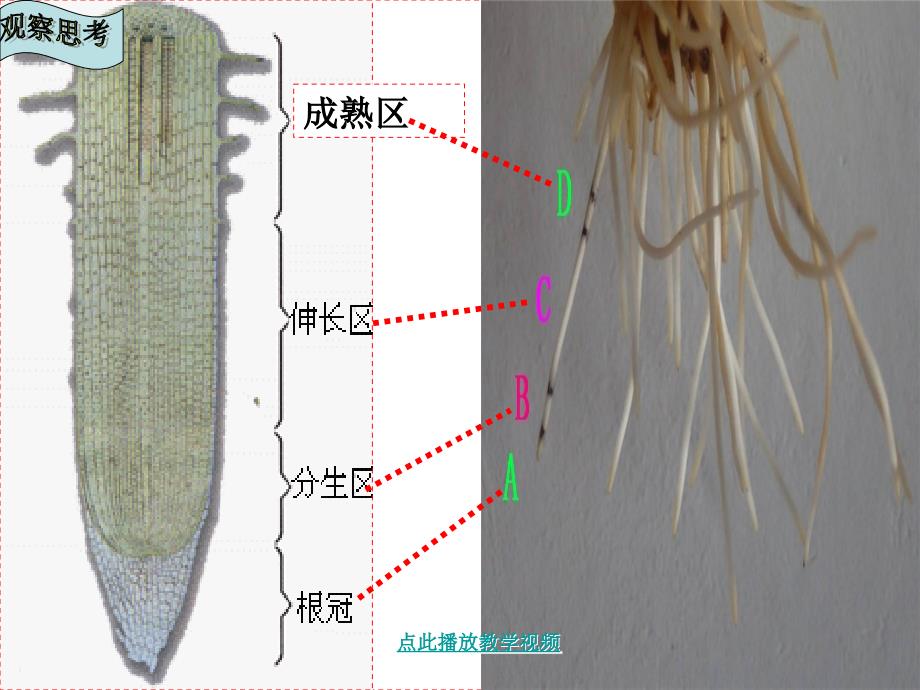 第二节植株的生长 精品教育_第2页