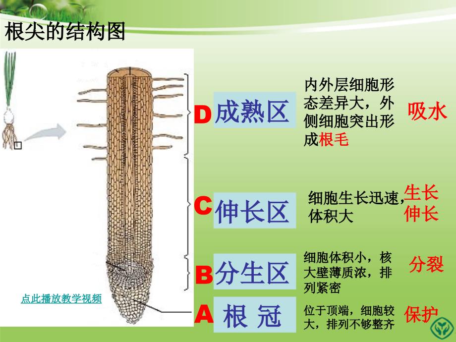 第二节植株的生长 精品教育_第4页