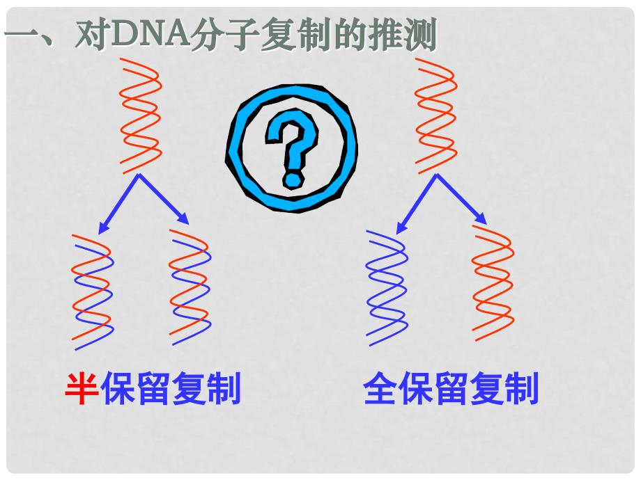 湖北省荆州市沙市第五中学高中生物 3.3DNA的复制课件 新人教版必修2_第3页