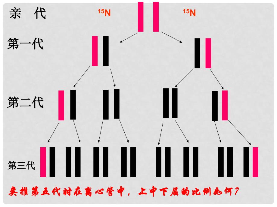 湖北省荆州市沙市第五中学高中生物 3.3DNA的复制课件 新人教版必修2_第4页