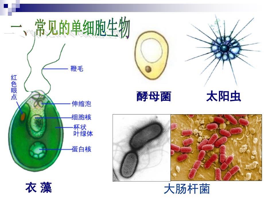 第四节单细胞生物_第3页