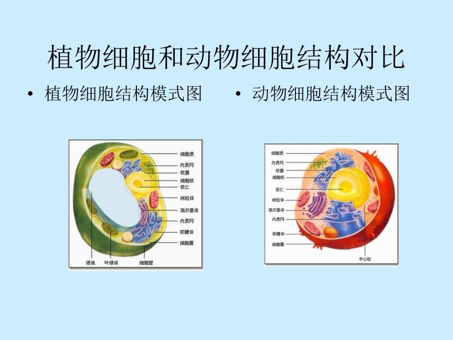 第二章第四节遗传物质与染色体_第4页