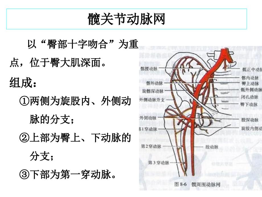 下肢血管、肌肉、神经解剖_第3页