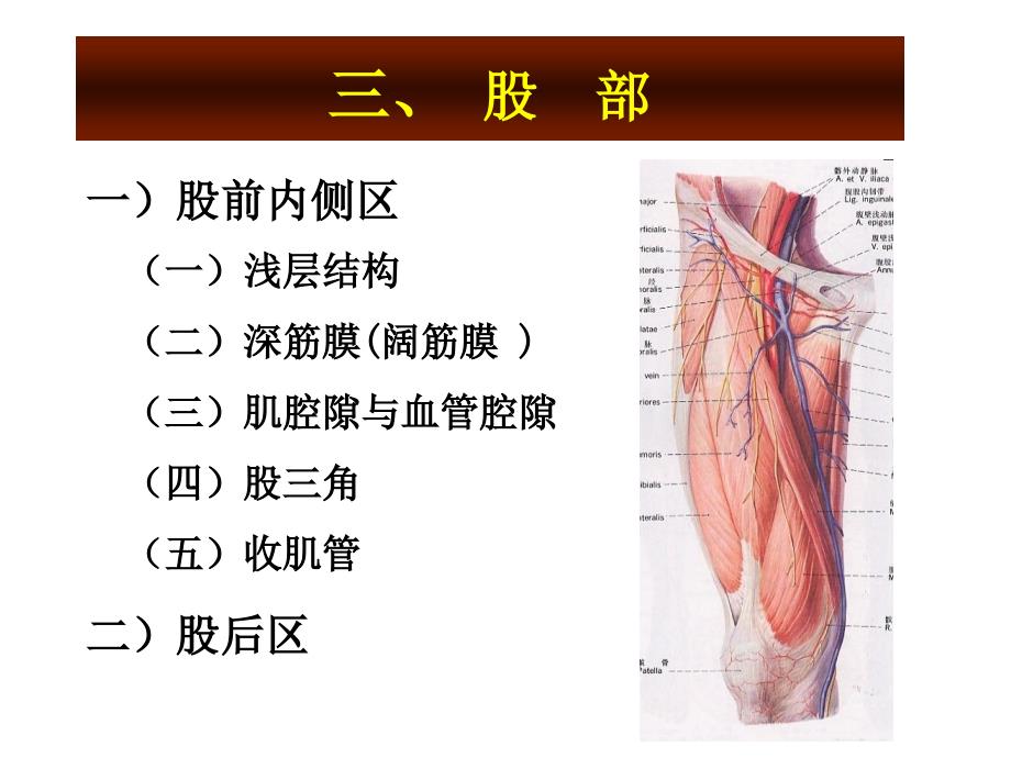 下肢血管、肌肉、神经解剖_第4页