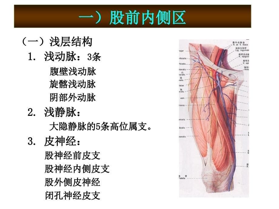 下肢血管、肌肉、神经解剖_第5页