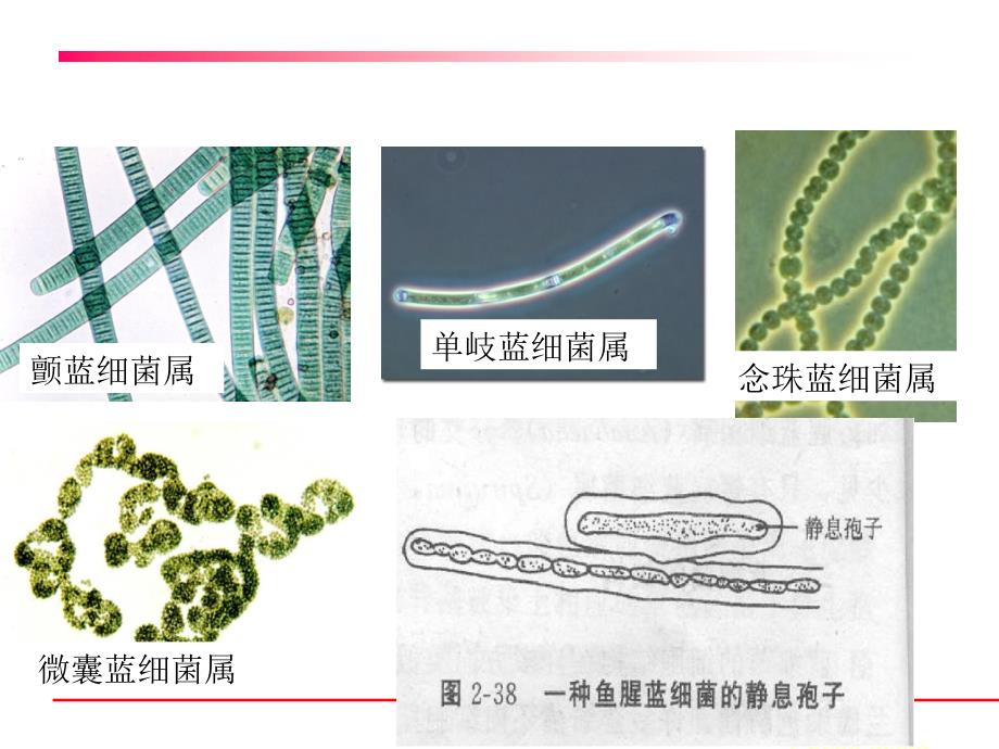 原核微生物之蓝细菌和古菌_第4页