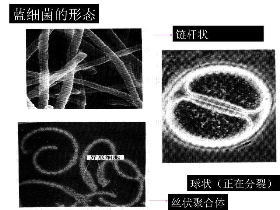 原核微生物之蓝细菌和古菌_第5页