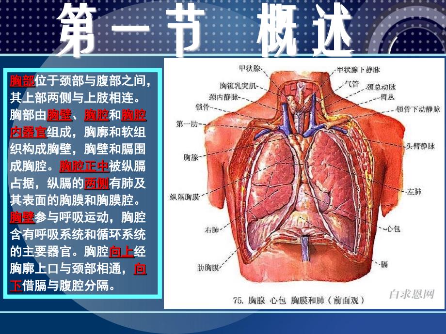 人体断层解剖学胸部断层解剖.ppt_第4页