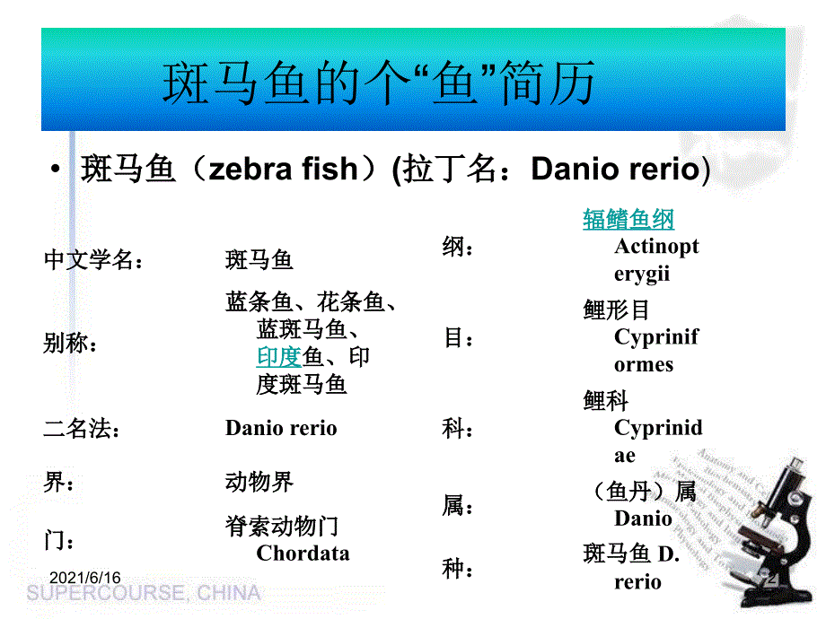 模式生物斑马鱼_第2页