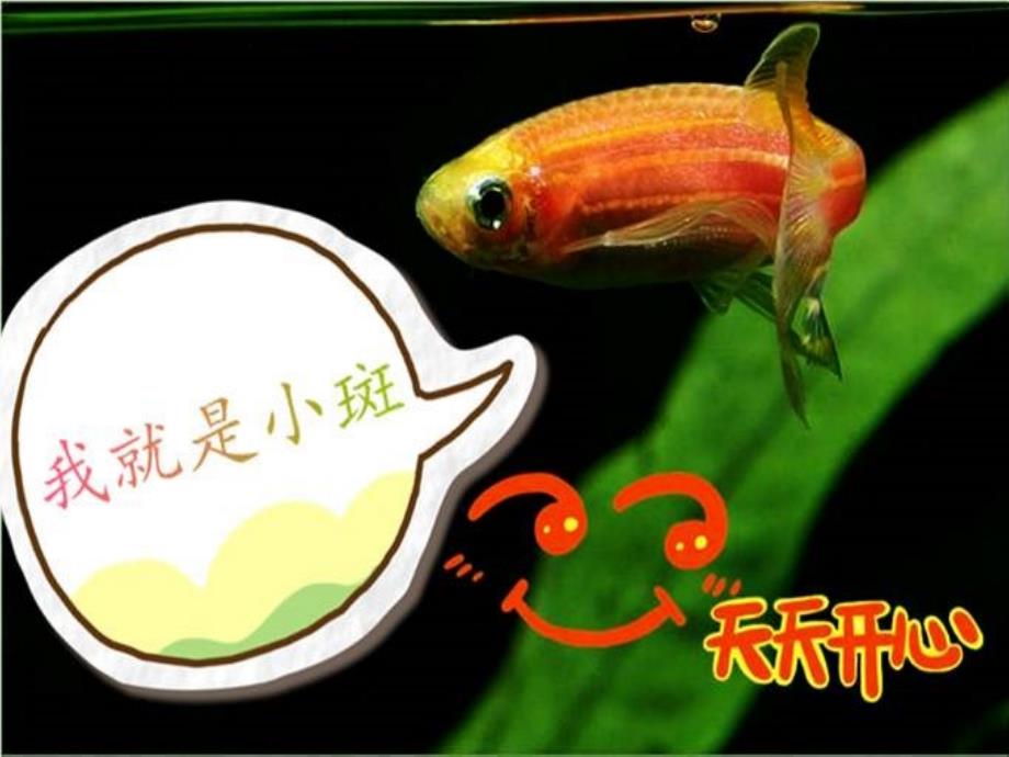 模式生物斑马鱼_第3页