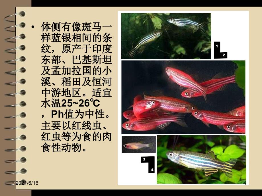 模式生物斑马鱼_第4页