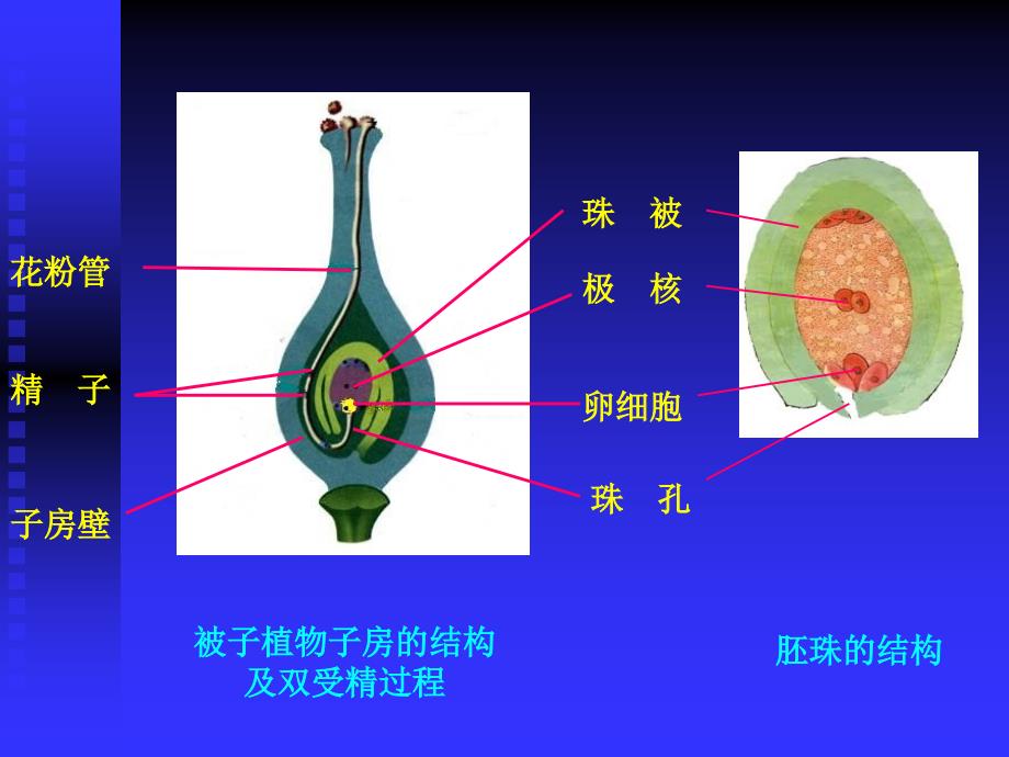 高等动物的个体发育课件_第1页