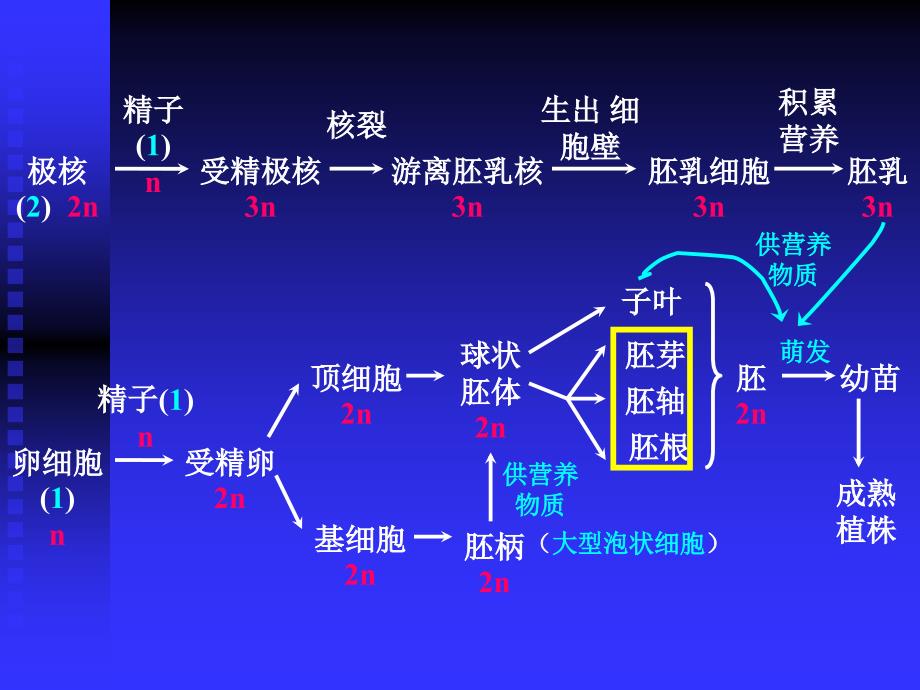 高等动物的个体发育课件_第2页