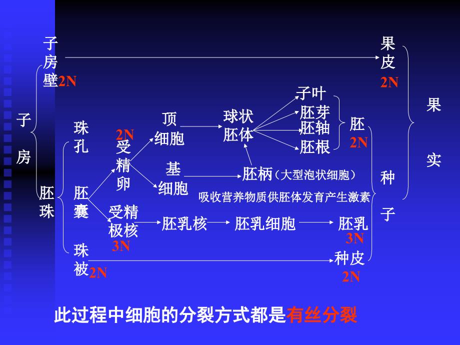 高等动物的个体发育课件_第3页