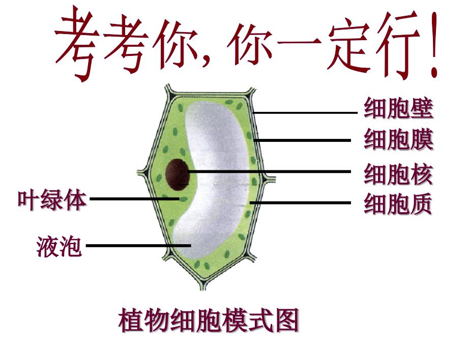 七年级生物上册 2.1.4《细胞的生活》1 （新版）新人教版_第2页