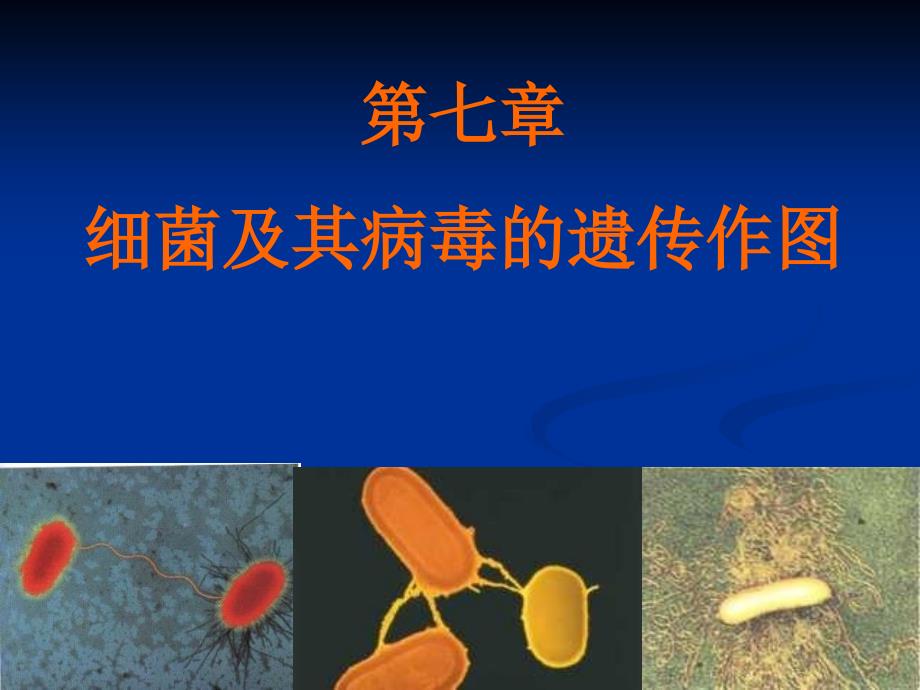 细菌及病毒的遗传作图_第1页