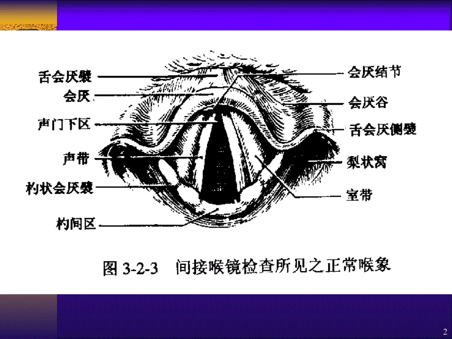 优质医学喉的临床应用解剖学和生理学_第2页