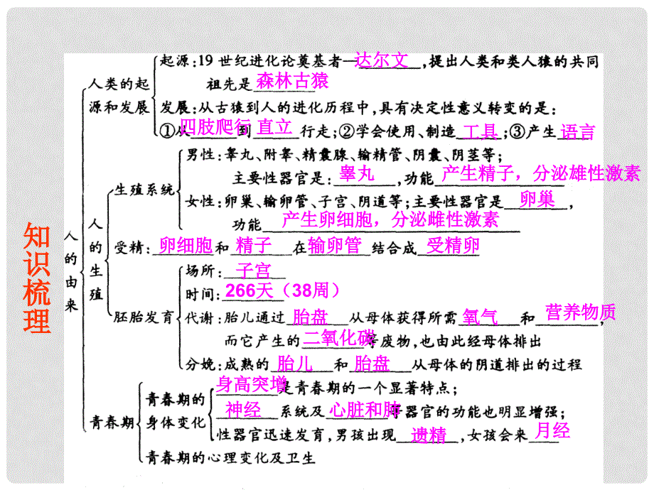 七年级生物下册 第一章 人的由来复习课件 新人教版_第3页