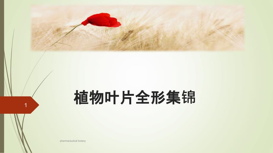 植物叶片全形集锦_第1页
