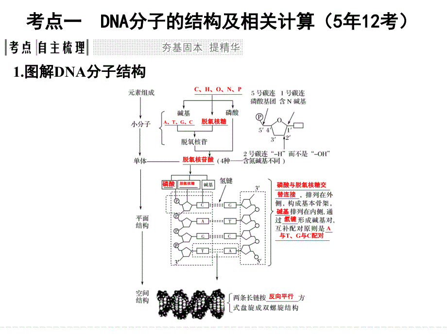 一轮复习DNA的结构、复制及基因的本质课件_第2页