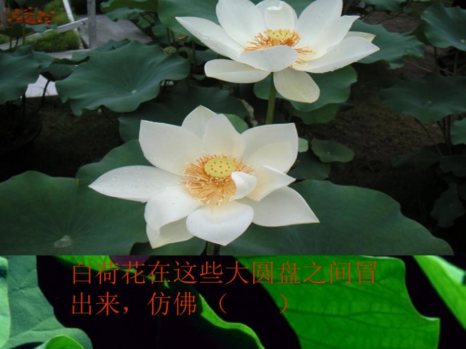 荷花教学课件12_第3页