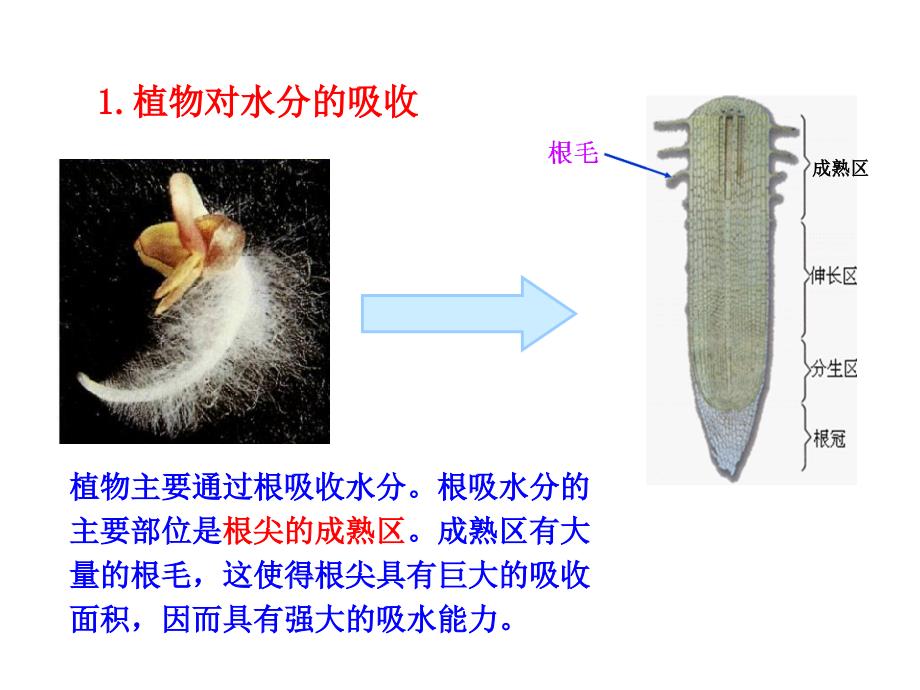 3.3绿色植物参与生物圈的水循环_第4页