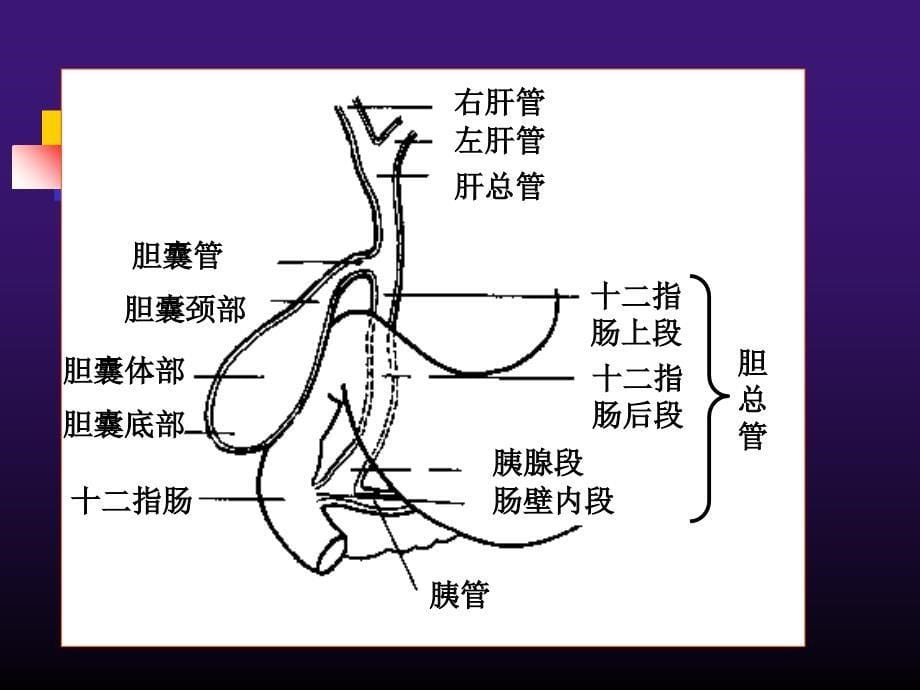 胆道系统疾病超声诊断_第5页