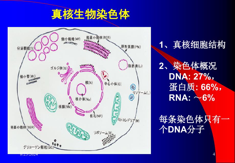 大学分子生物学经典课件第二章染色体与DNA_第4页