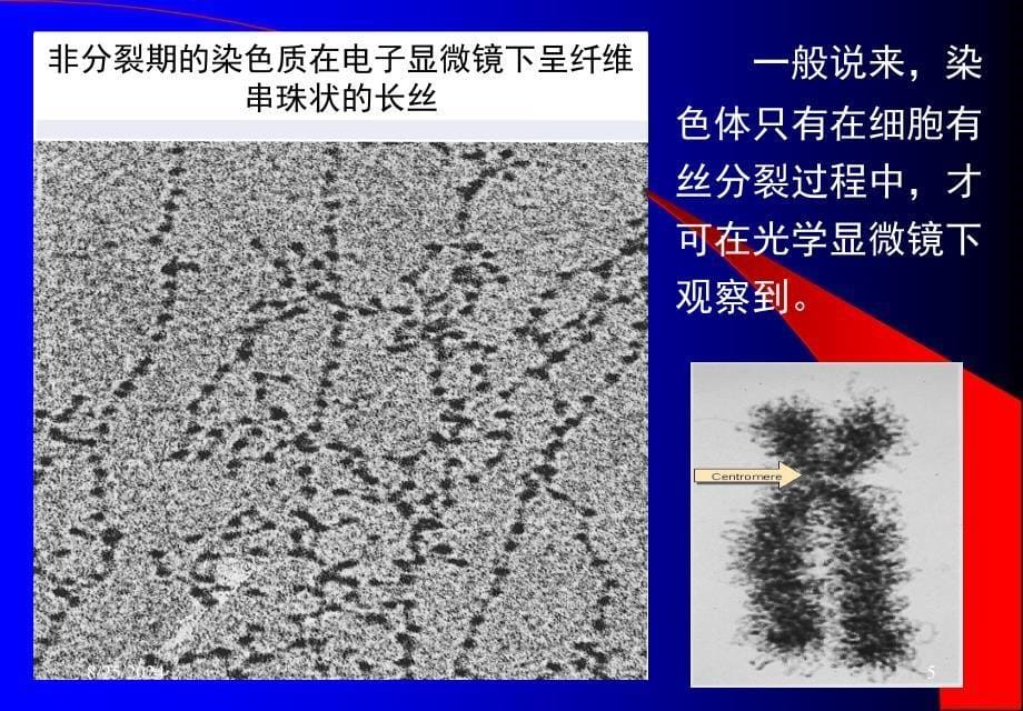 大学分子生物学经典课件第二章染色体与DNA_第5页